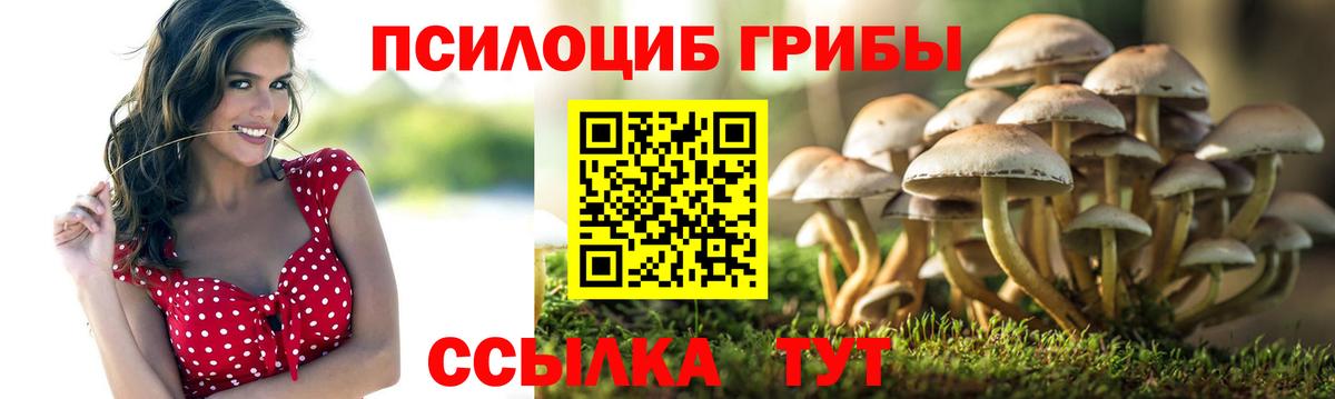 Дальнегорск  Галлюциногенные грибы Psilocybe  Вход с VPN 